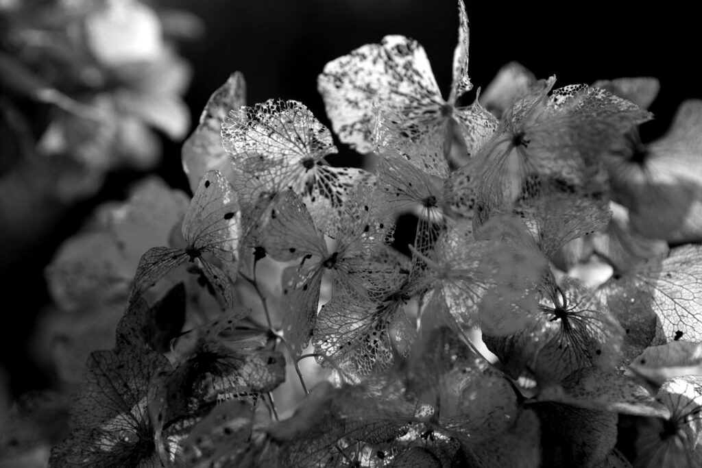 Makrofotografie - grundlage, Ausrüsung tipps
