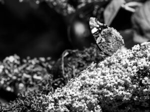 Schmetterling auf einer Blume Schwarz/weiß